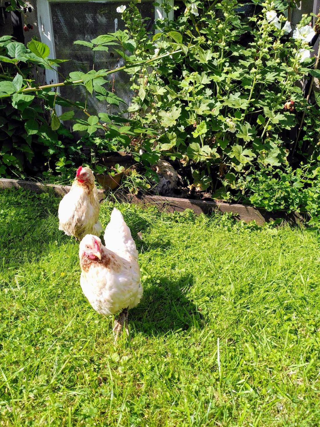 Laegenhet Naturnaera I Henån Kültér fotó